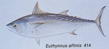 Euthynnus affinis